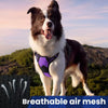 Pet Multi-layer Harness and Leash Set